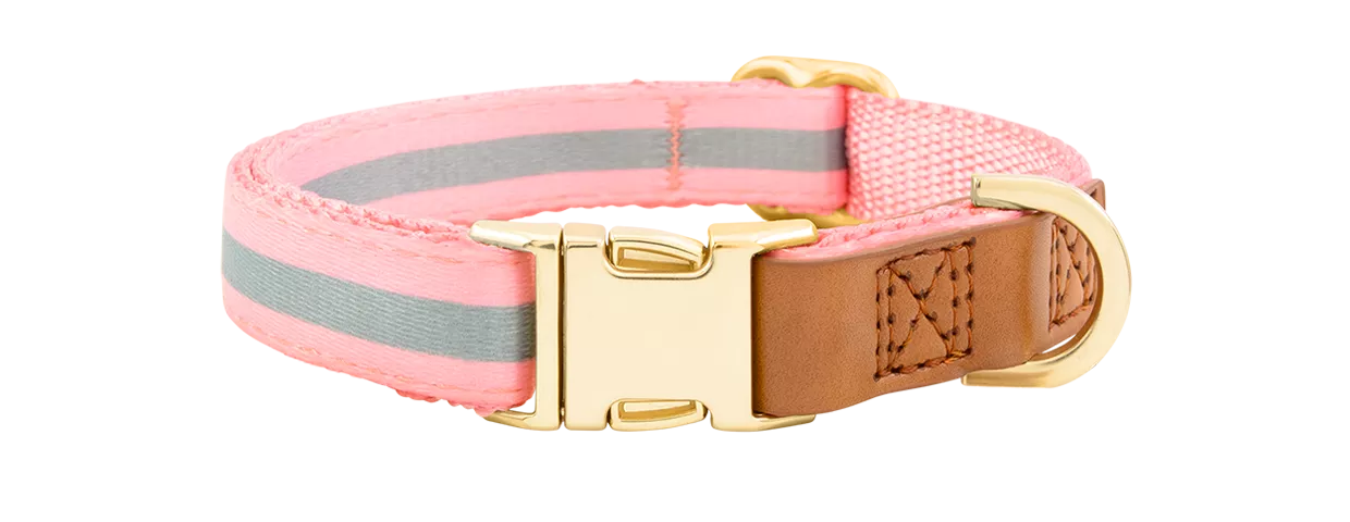 Dog Collar with Engraved Buckle